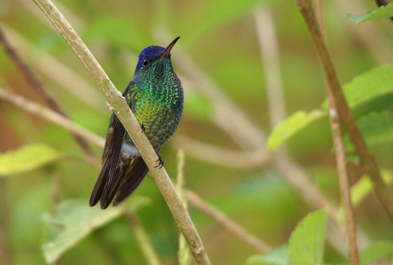 Golden-tailed Sapphire