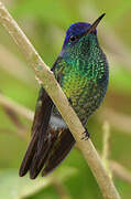 Golden-tailed Sapphire