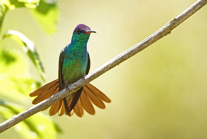 Golden-tailed Sapphire