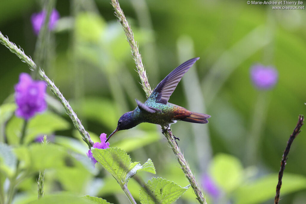 Golden-tailed Sapphire