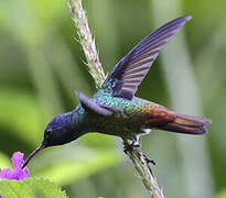 Golden-tailed Sapphire