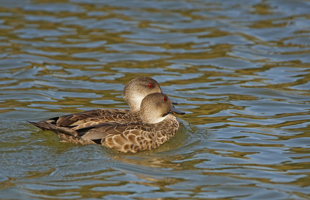 Grey Tealadult