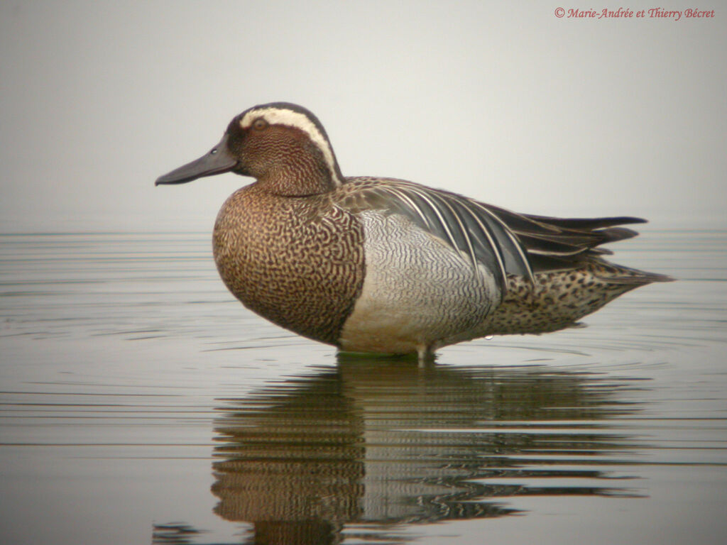 Garganey