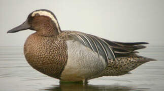 Garganey