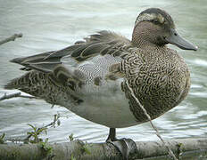 Garganey