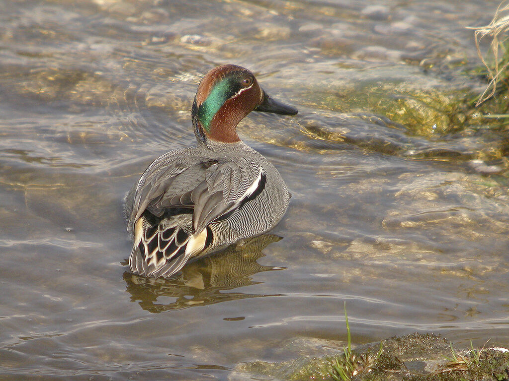 Eurasian Teal