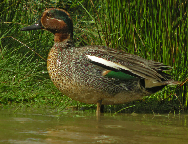 Eurasian Teal