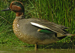 Eurasian Teal