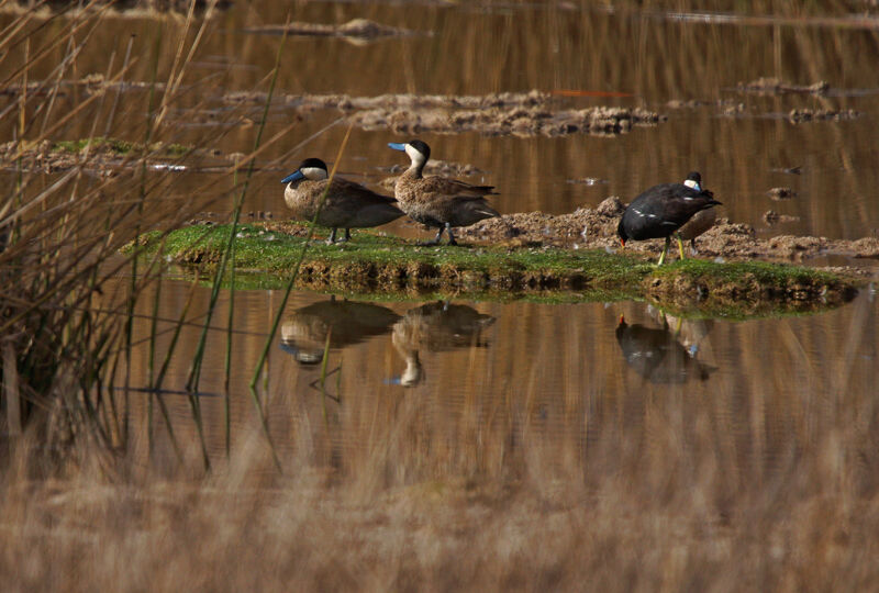 Puna Teal