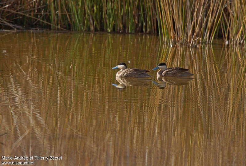 Puna Tealadult, swimming