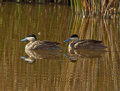 Puna Teal