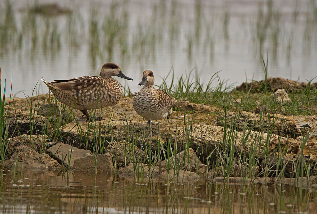 Marbled Duckadult