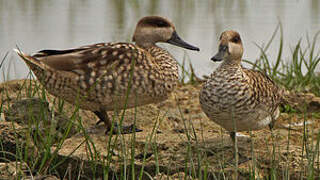 Marbled Duck