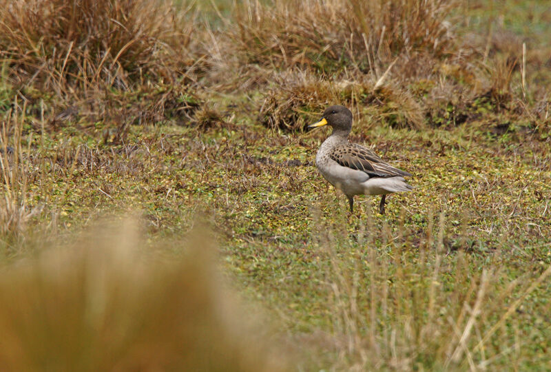 Yellow-billed Teal