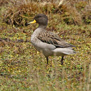 Yellow-billed Teal