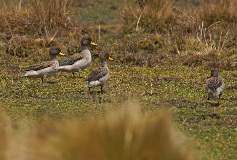 Yellow-billed Teal