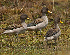 Yellow-billed Teal