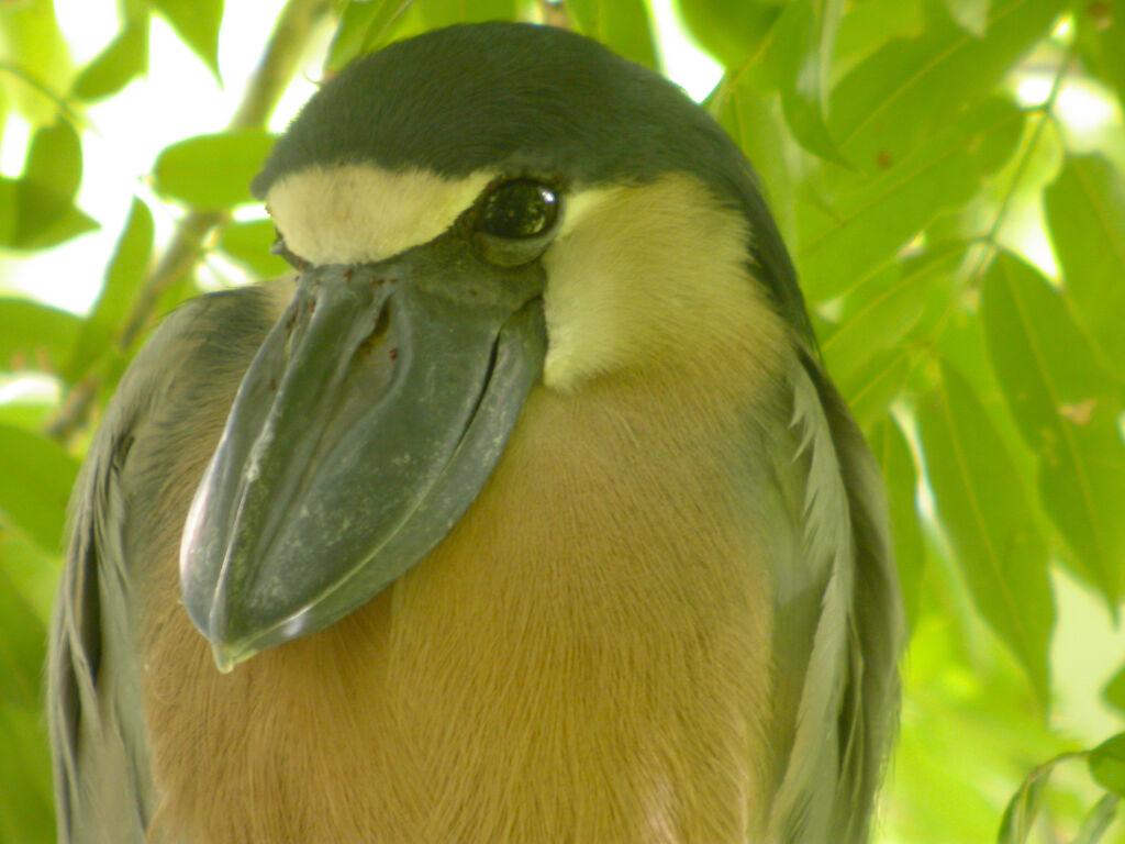 Boat-billed Heron