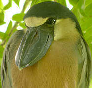 Boat-billed Heron