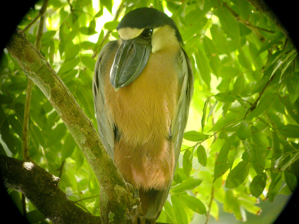 Boat-billed Heron