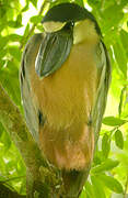 Boat-billed Heron