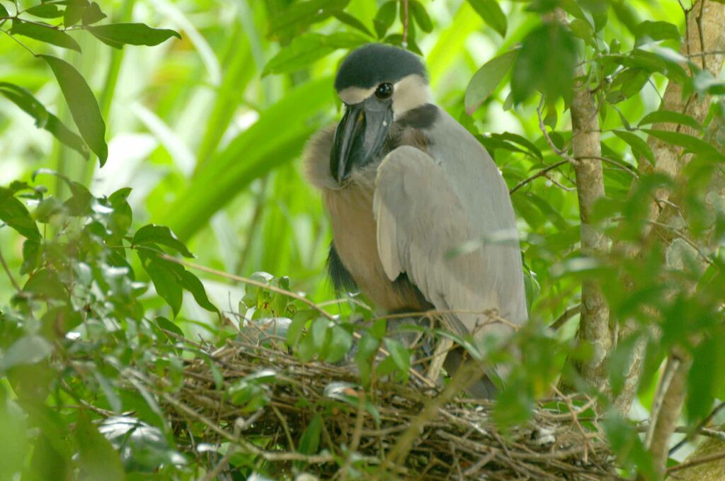 Boat-billed Heron