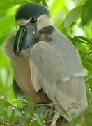 Boat-billed Heron