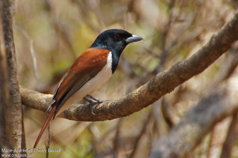 Rufous Vanga male adult, habitat