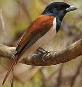 Rufous Vanga