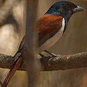 Rufous Vanga