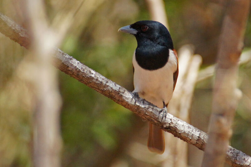 Rufous Vanga