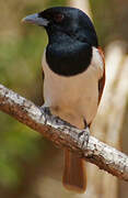 Rufous Vanga