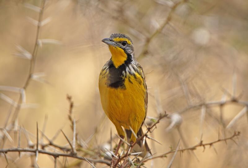 Yellow-throated Longclaw