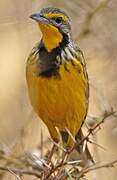 Yellow-throated Longclaw