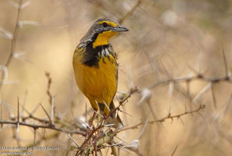 Yellow-throated Longclaw