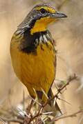 Yellow-throated Longclaw