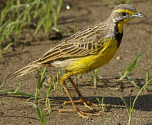 Yellow-throated Longclaw