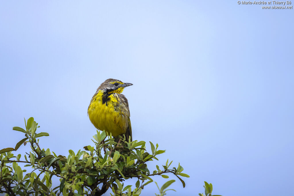Yellow-throated Longclaw