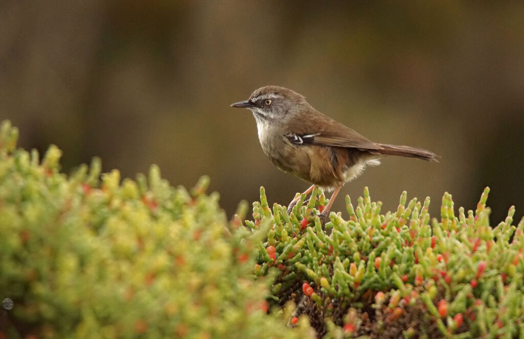 White-browed Scrubwren