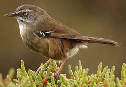 White-browed Scrubwren