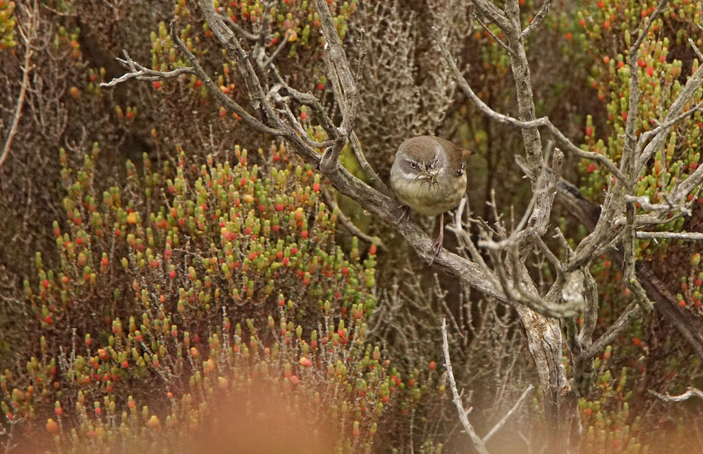 White-browed Scrubwren