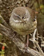 White-browed Scrubwren