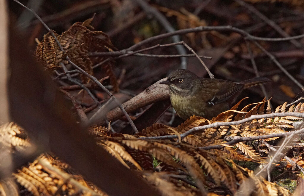 Tasmanian Scrubwren