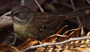 Tasmanian Scrubwren