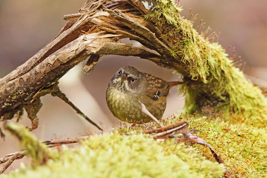 Tasmanian Scrubwren