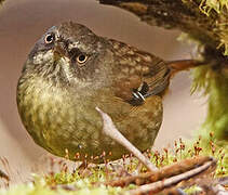 Tasmanian Scrubwren