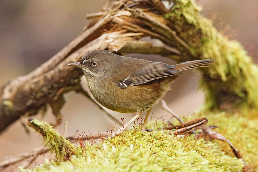 Tasmanian Scrubwren