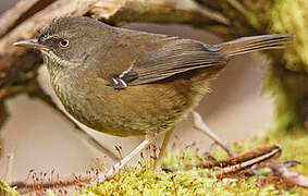 Tasmanian Scrubwren