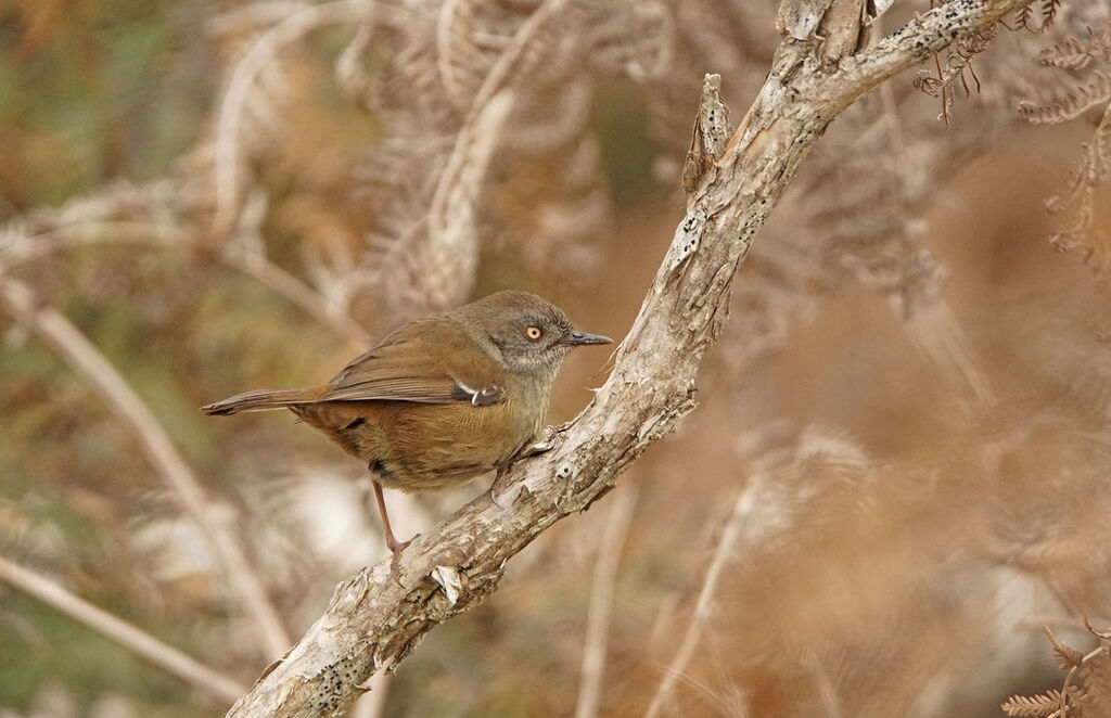 Tasmanian Scrubwren