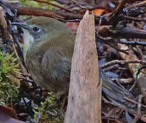 Scrubtit
